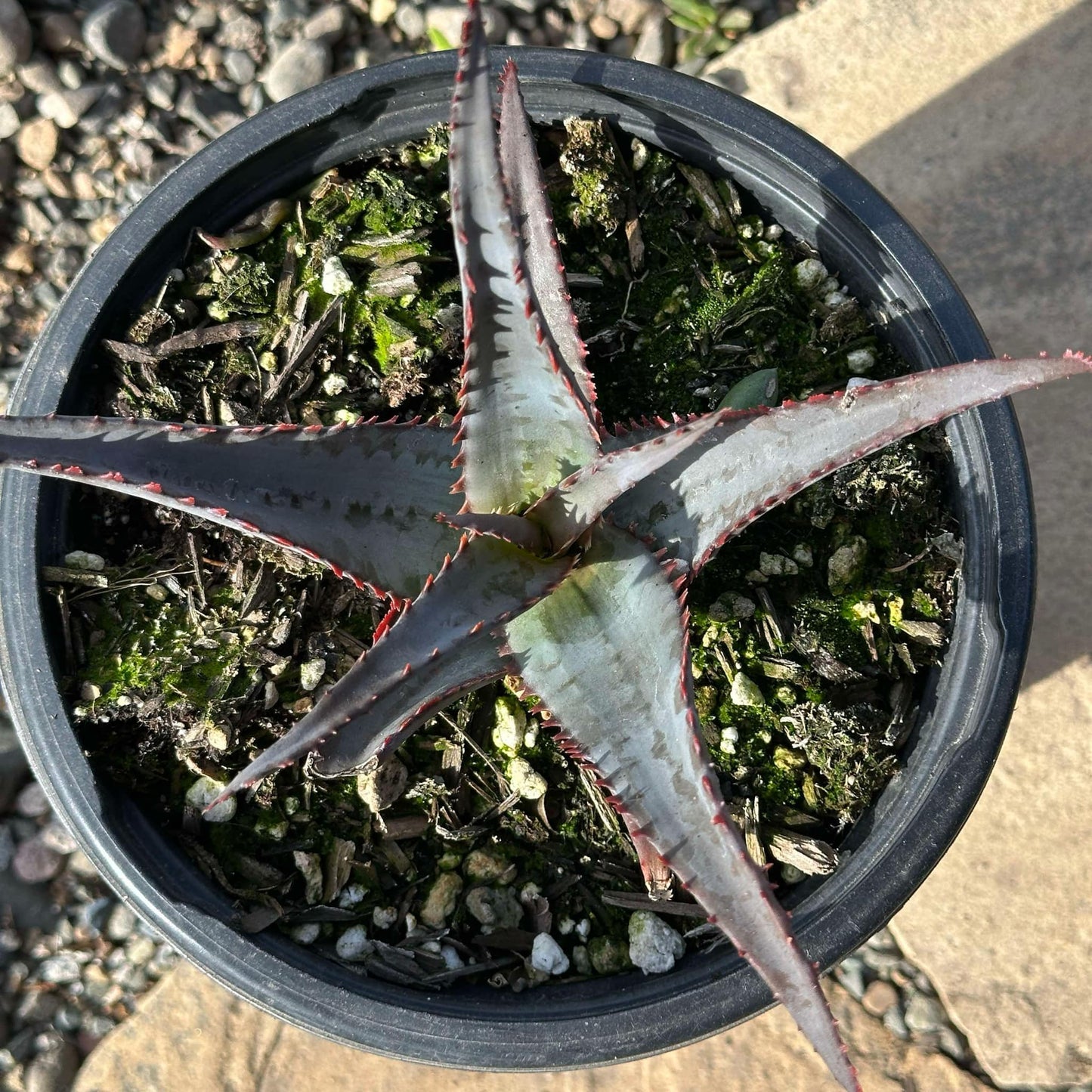 DesertScapeSucculent Aloe Aloe divaricata 'Diablo'