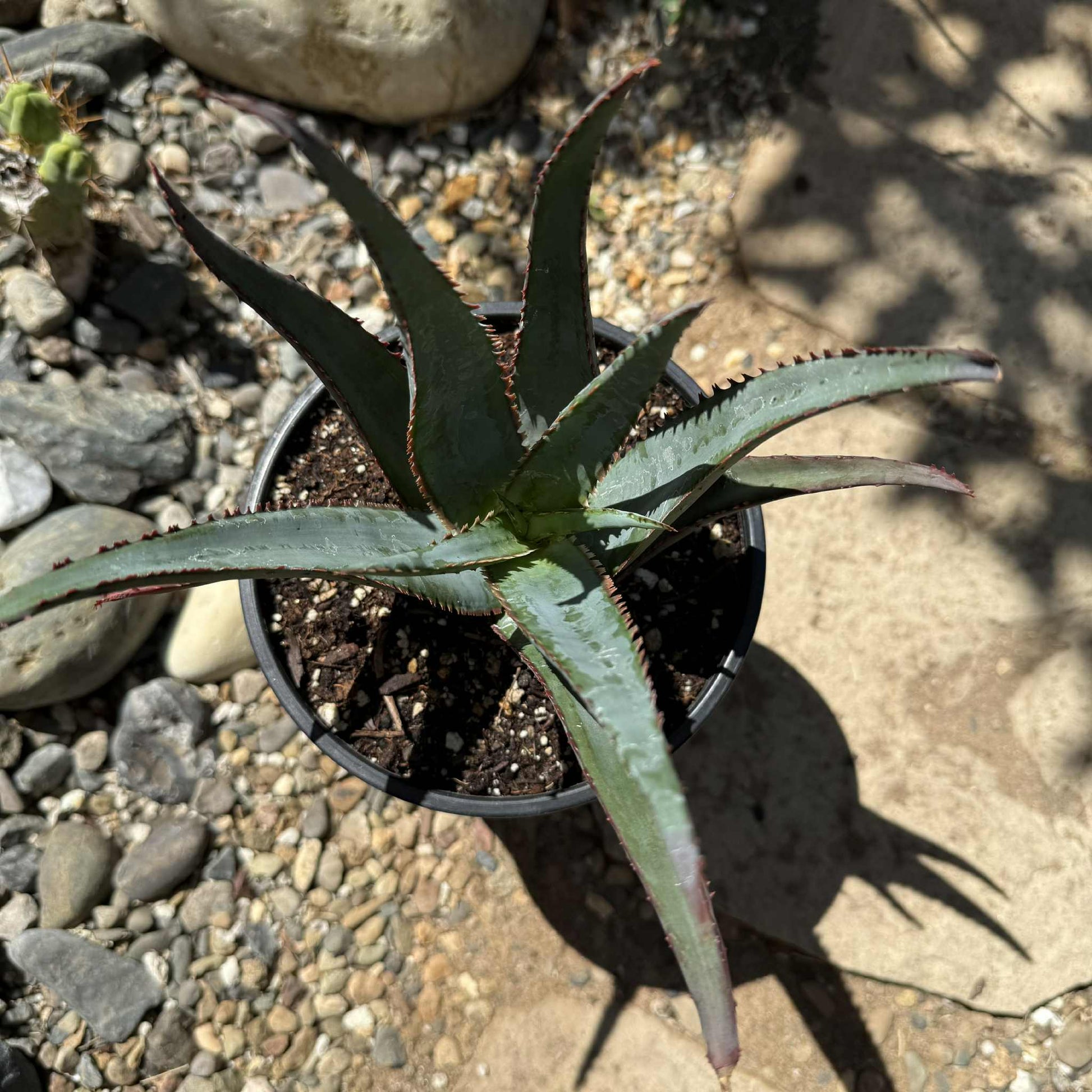 Aloe divaricata 'Diablo' - 2 gal Assorted - Aloe - DesertScapeSucculent