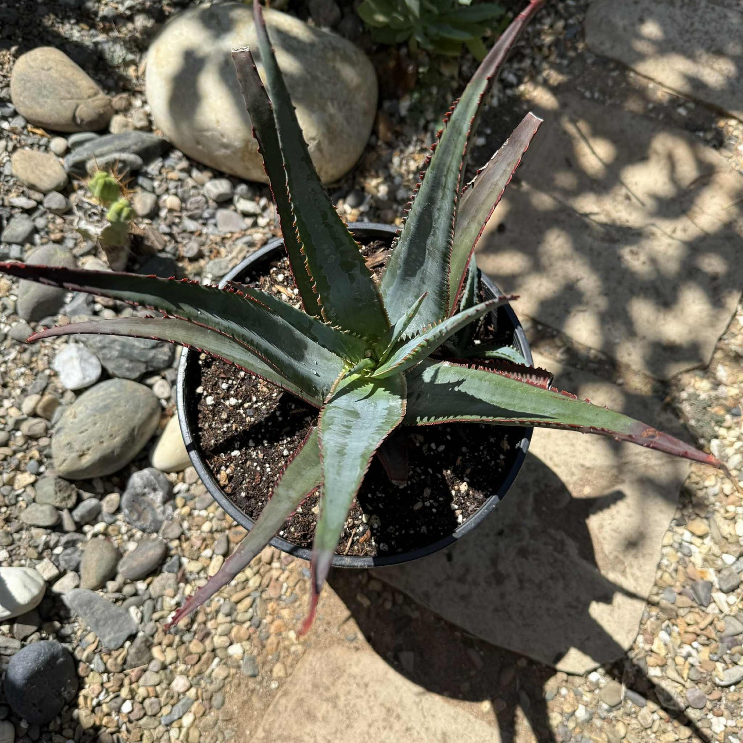 Aloe divaricata 'Diablo' - 2 gal Assorted - Aloe - DesertScapeSucculent