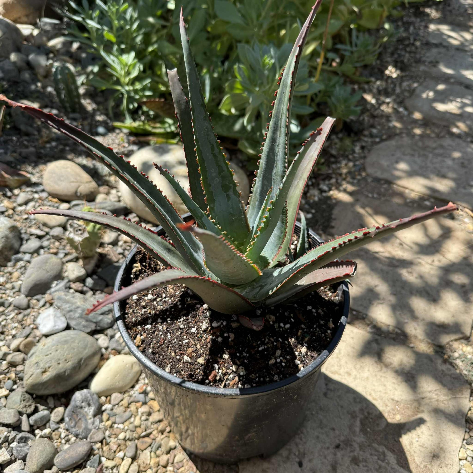 Aloe divaricata 'Diablo' - 2 gal Assorted - Aloe - DesertScapeSucculent