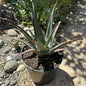 Aloe divaricata 'Diablo' - 2 gal Assorted - Aloe - DesertScapeSucculent