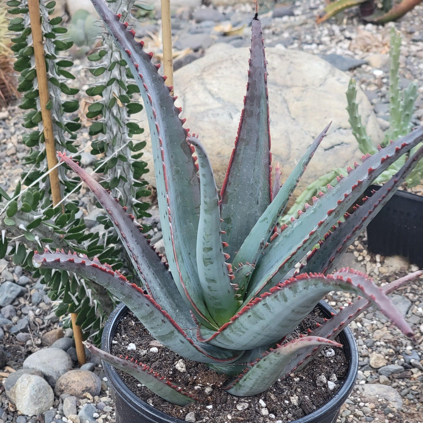 Aloe divaricata 'Diablo'