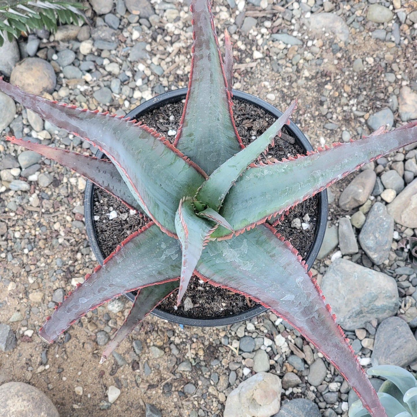 Aloe divaricata 'Diablo'