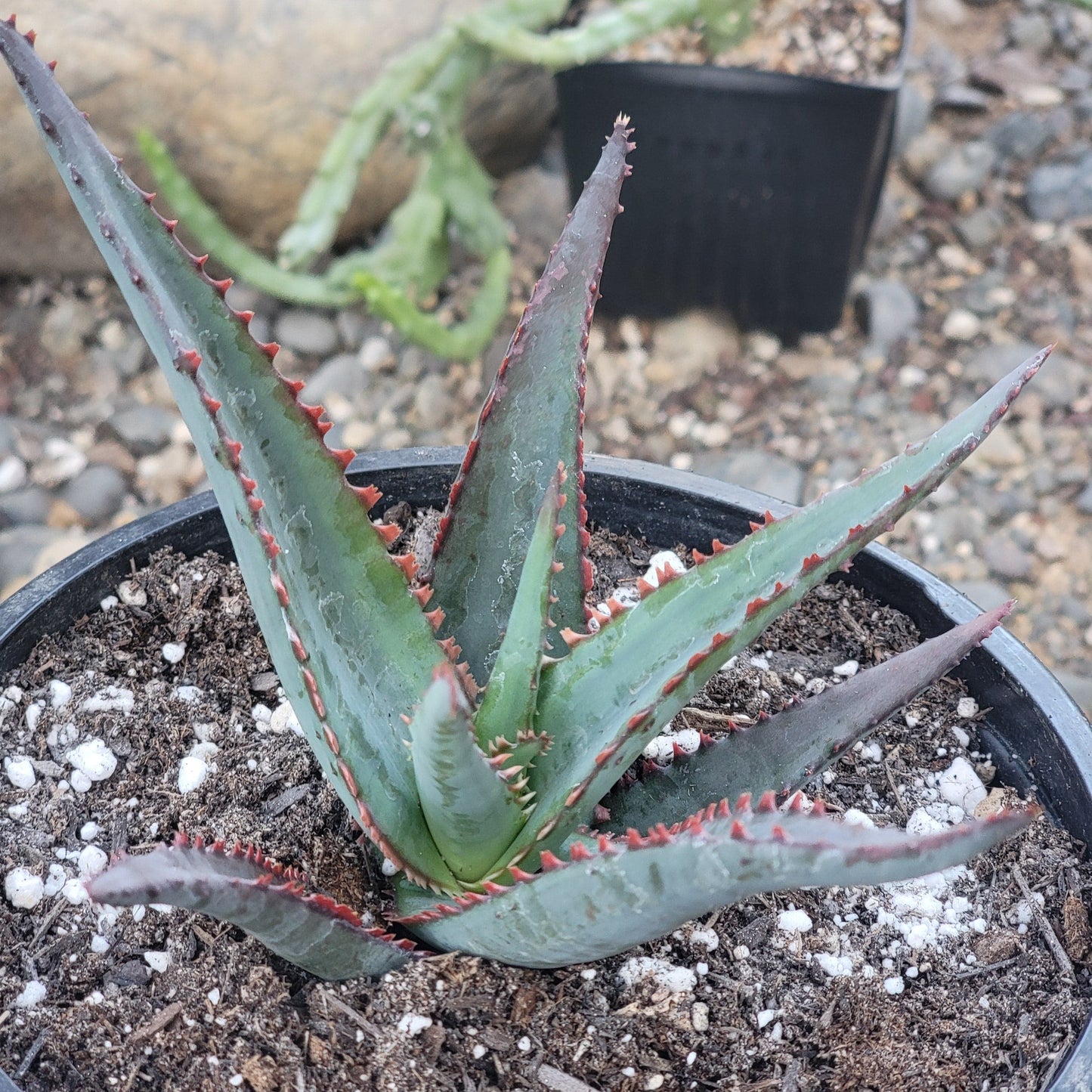 Aloe divaricata 'Diablo'