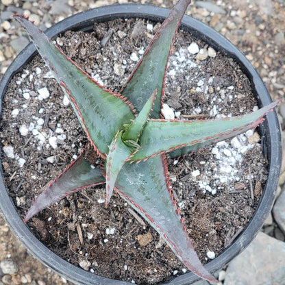 Aloe divaricata 'Diablo'