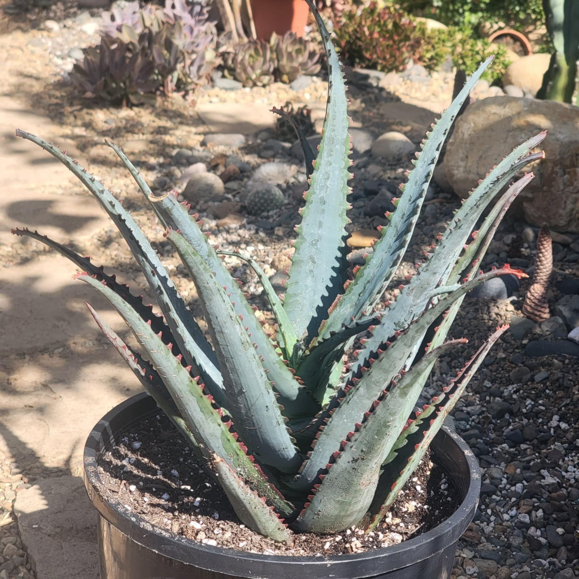 DesertScapeSucculent Aloe 2 Gal Assorted Aloe divaricata 'Diablo'