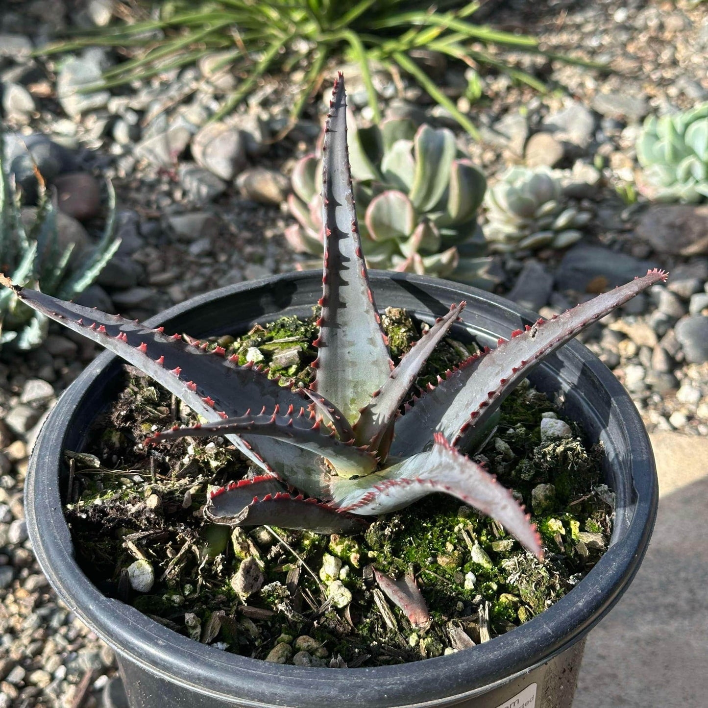 DesertScapeSucculent Aloe 6" Assorted Aloe divaricata 'Diablo'