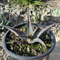 Aloe divaricata 'Diablo' - 6 Inch Assorted - Aloe - DesertScapeSucculent