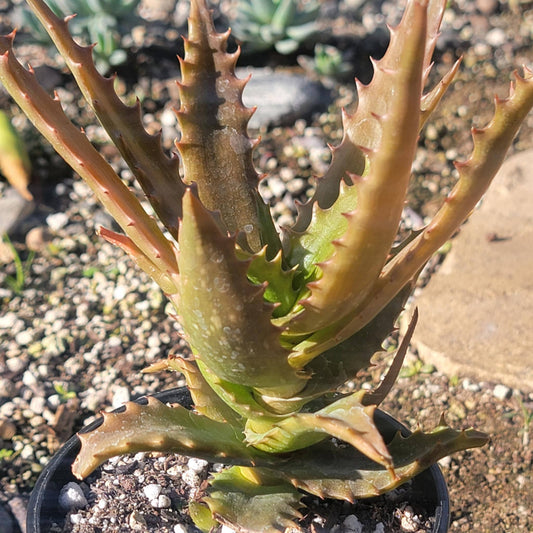 DesertScapeSucculent Aloe 5" Assorted Aloe dorothea 'Red Aloe'