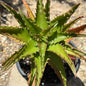 Aloe dorotheae 'Sunset Aloe' - 1 gal Assorted - Aloe - DesertScapeSucculent
