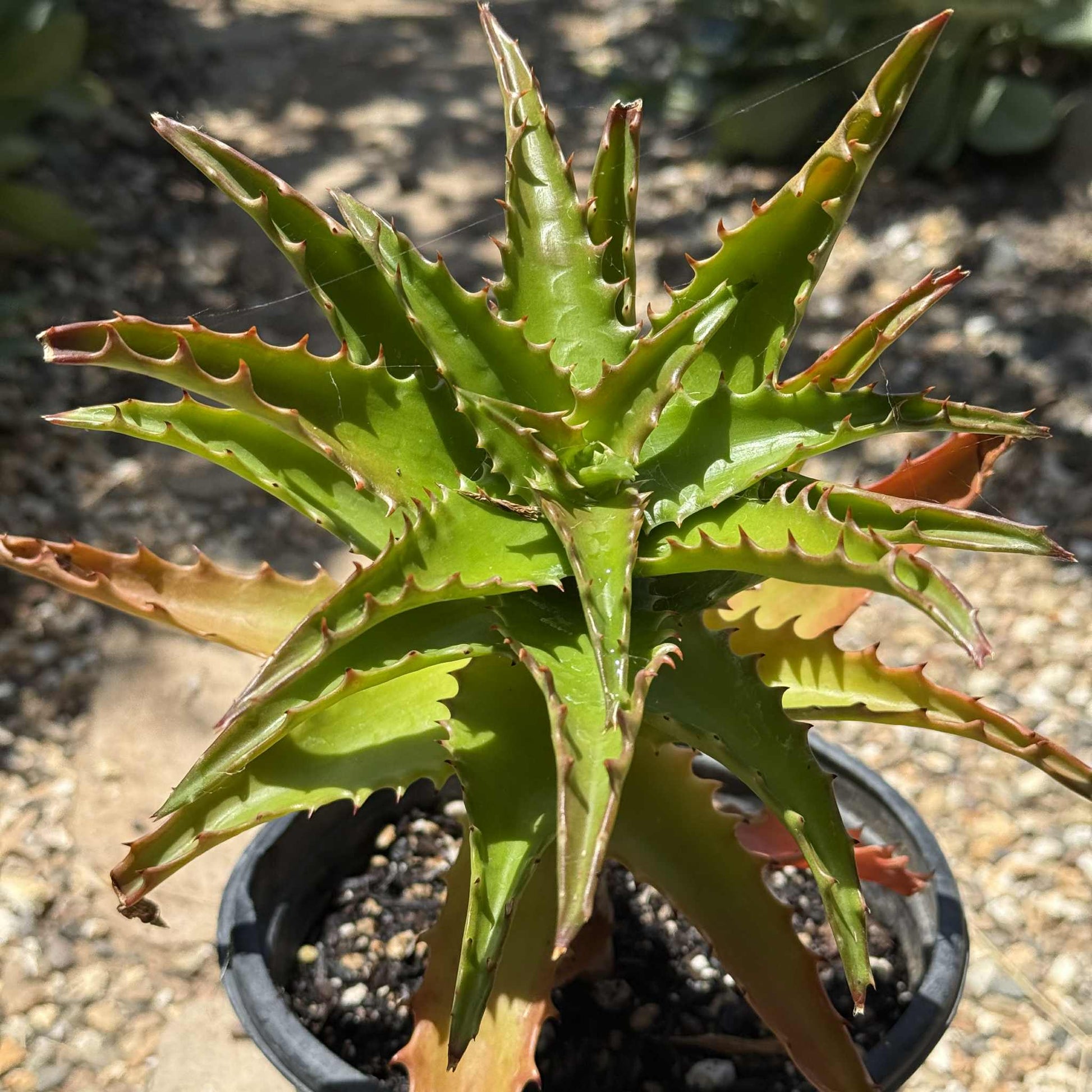 sunset aloe vera plant Aloe dorotheae 'Sunset Aloe' – DesertScapeSucculent