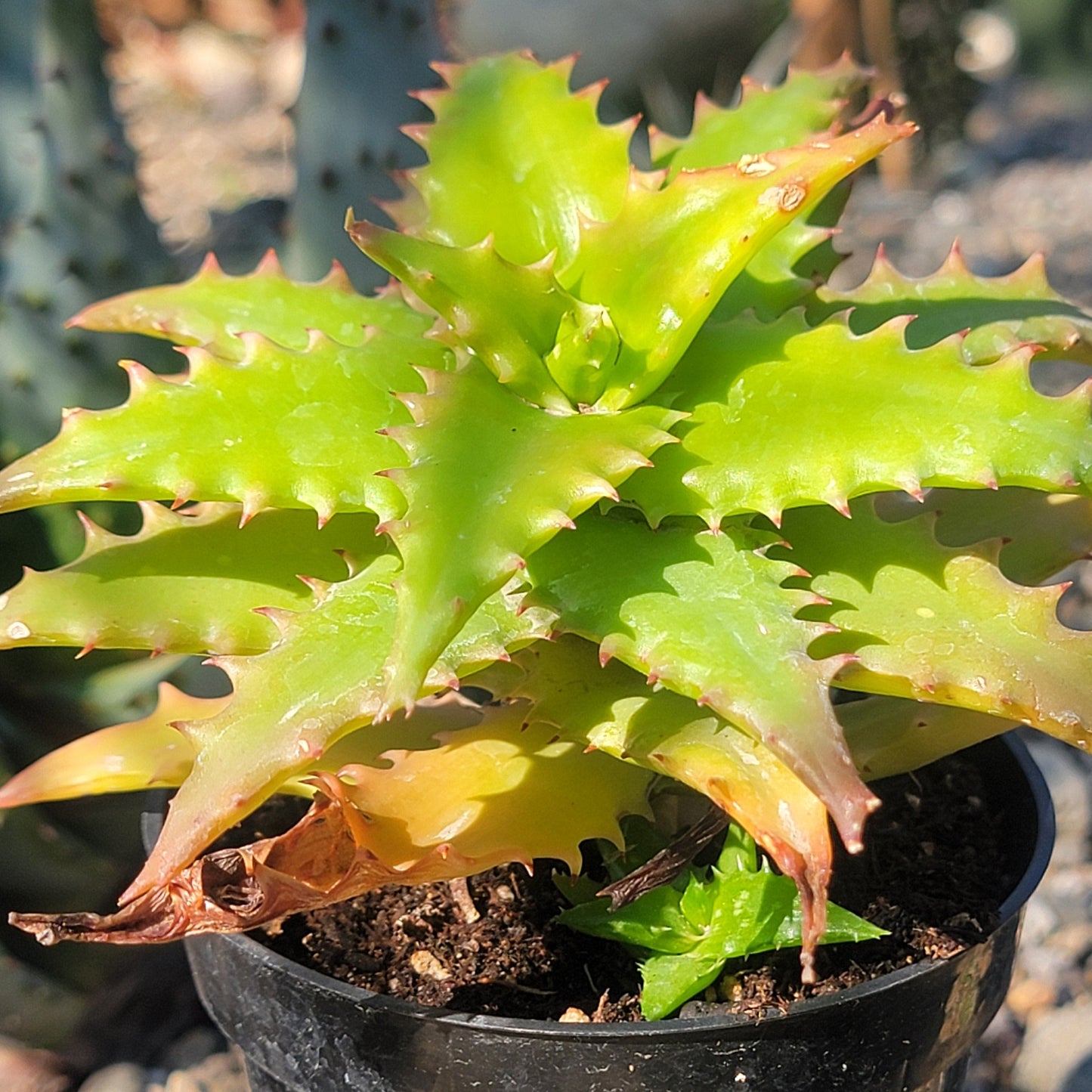 DesertScapeSucculent Aloe 4" Assorted Aloe dorotheae 'Sunset Aloe'