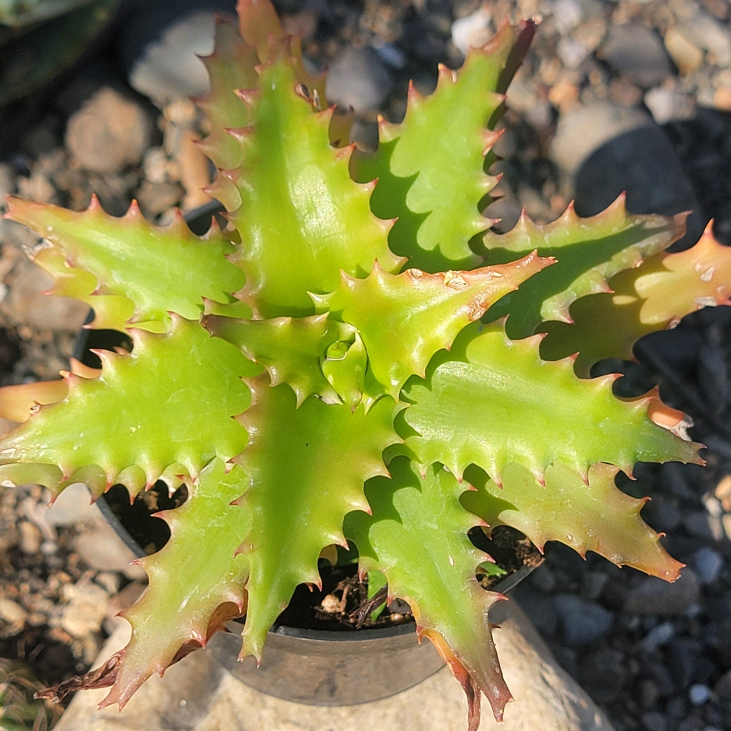 sunset aloe vera plant Aloe dorotheae 'Sunset Aloe' – DesertScapeSucculent