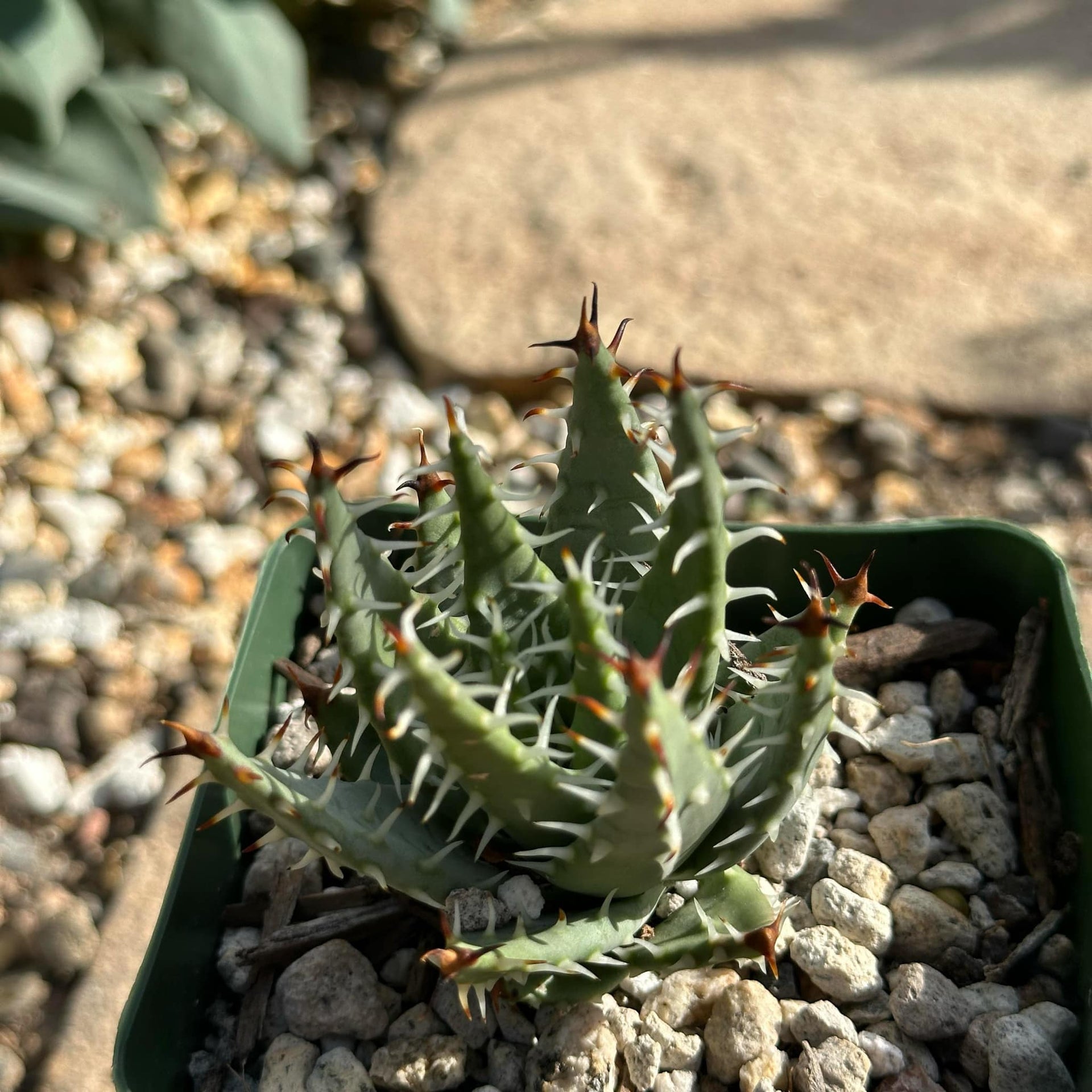 Aloe erinacea 'Goree' – DesertScapeSucculent