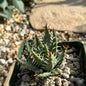 Aloe erinacea 'Goree' - 4 Inch Assorted - Aloe - DesertScapeSucculent