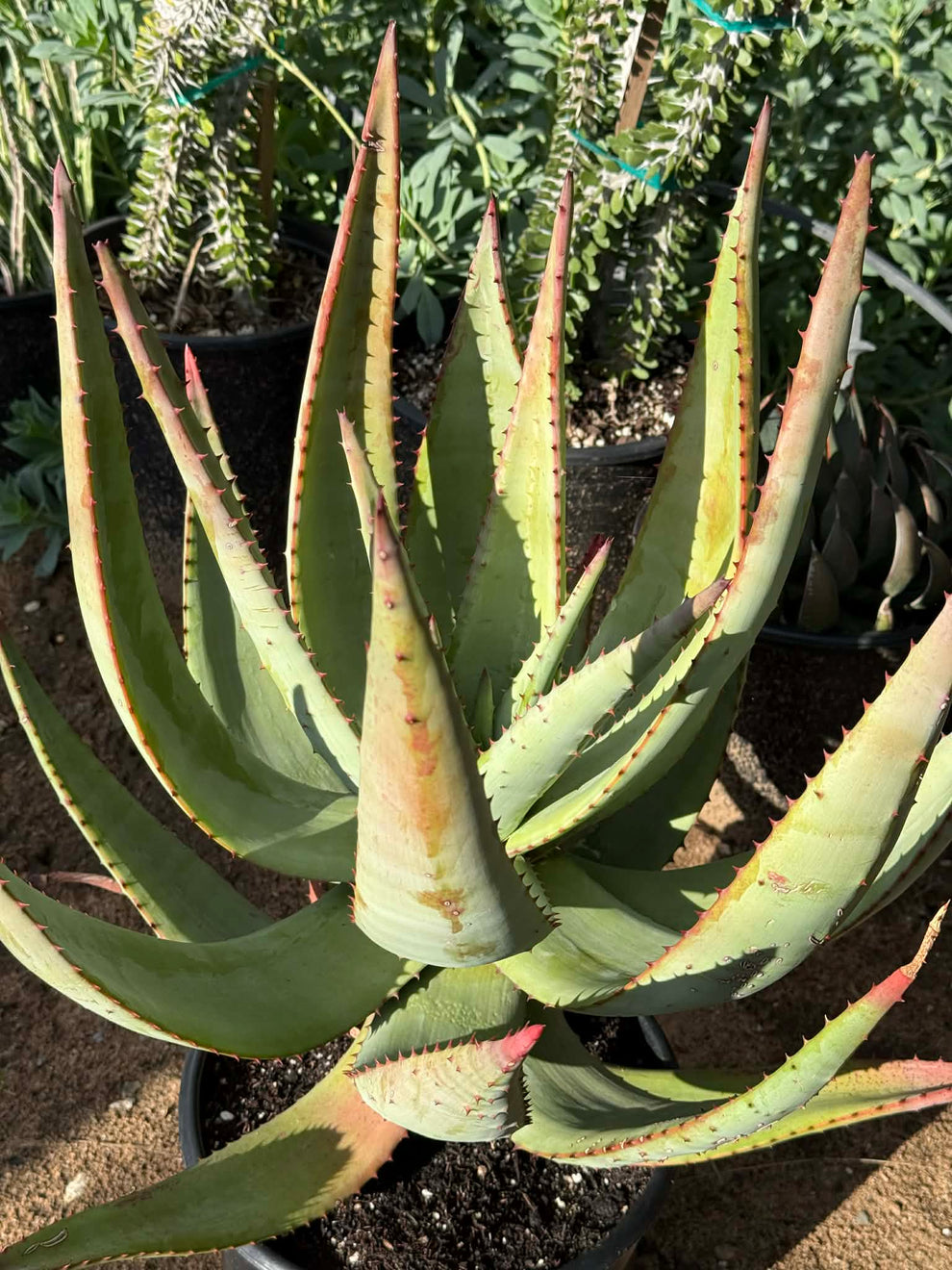 Aloe ferox Large – DesertScapeSucculent