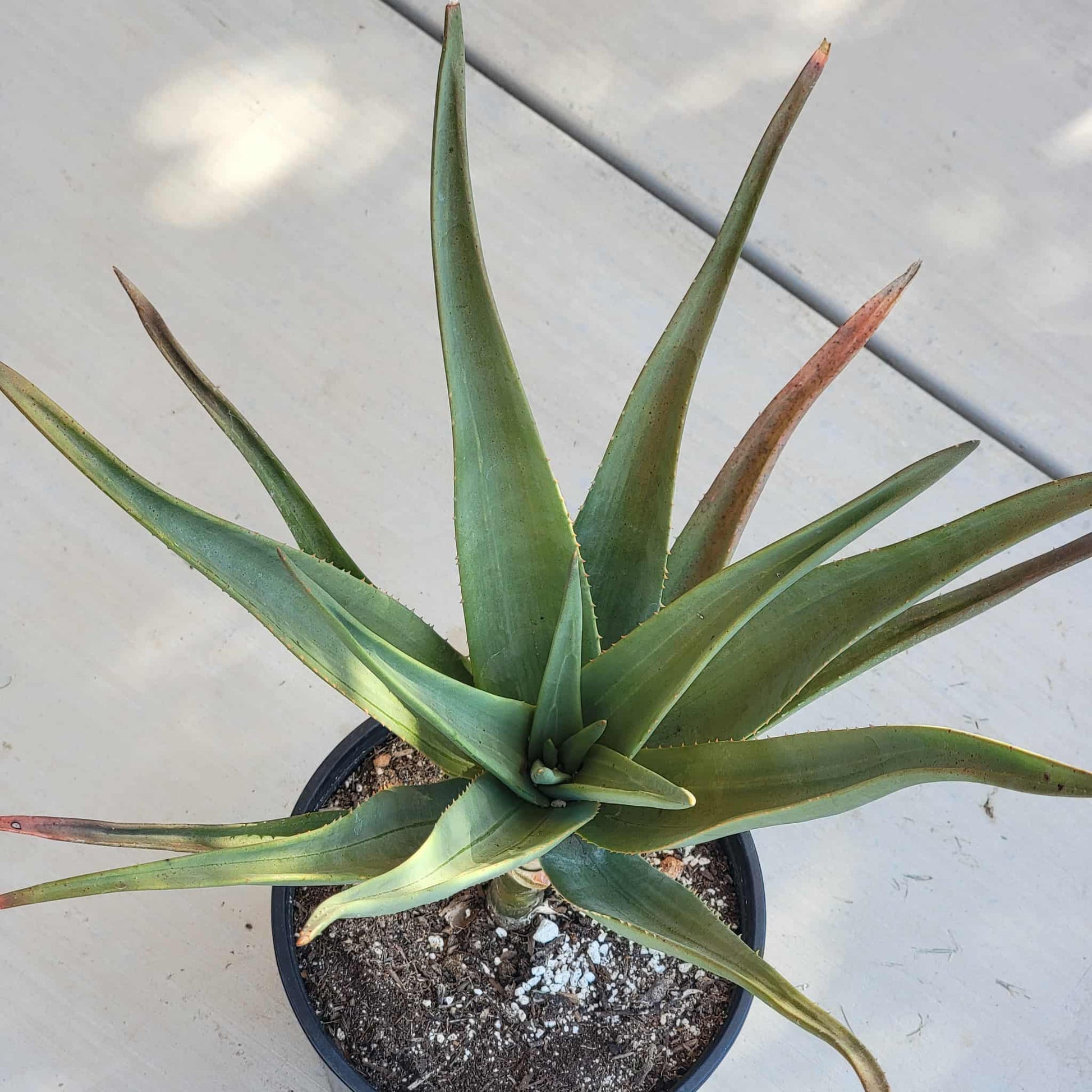Aloe hercules - 3 Gal Assorted - Aloe - DesertScapeSucculent