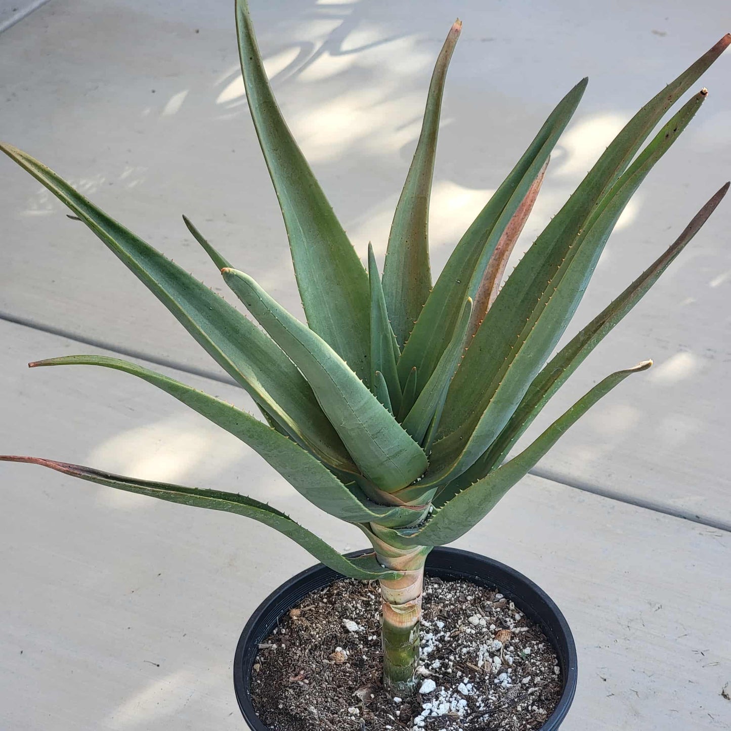 Aloe hercules - 3 Gal Assorted - Aloe - DesertScapeSucculent