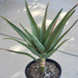 Aloe hercules - 3 Gal Assorted - Aloe - DesertScapeSucculent