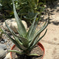 Aloe hercules - 8 Inch Assorted - Aloe - DesertScapeSucculent
