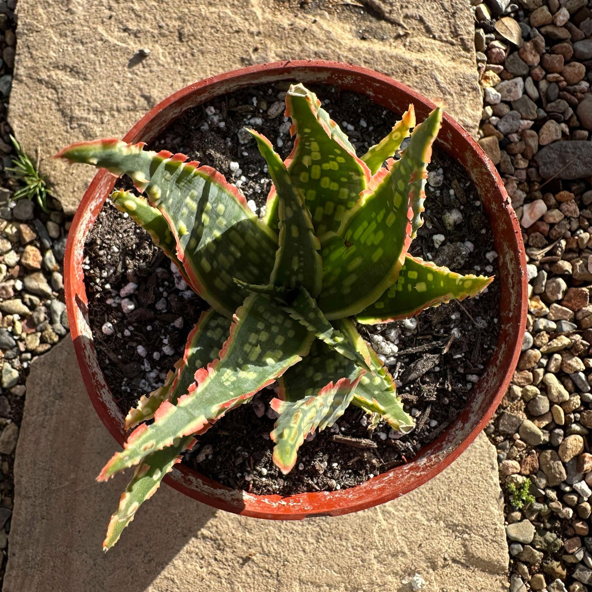 DesertScapeSucculent Aloe Aloe Hybrid 'Krakatoa'