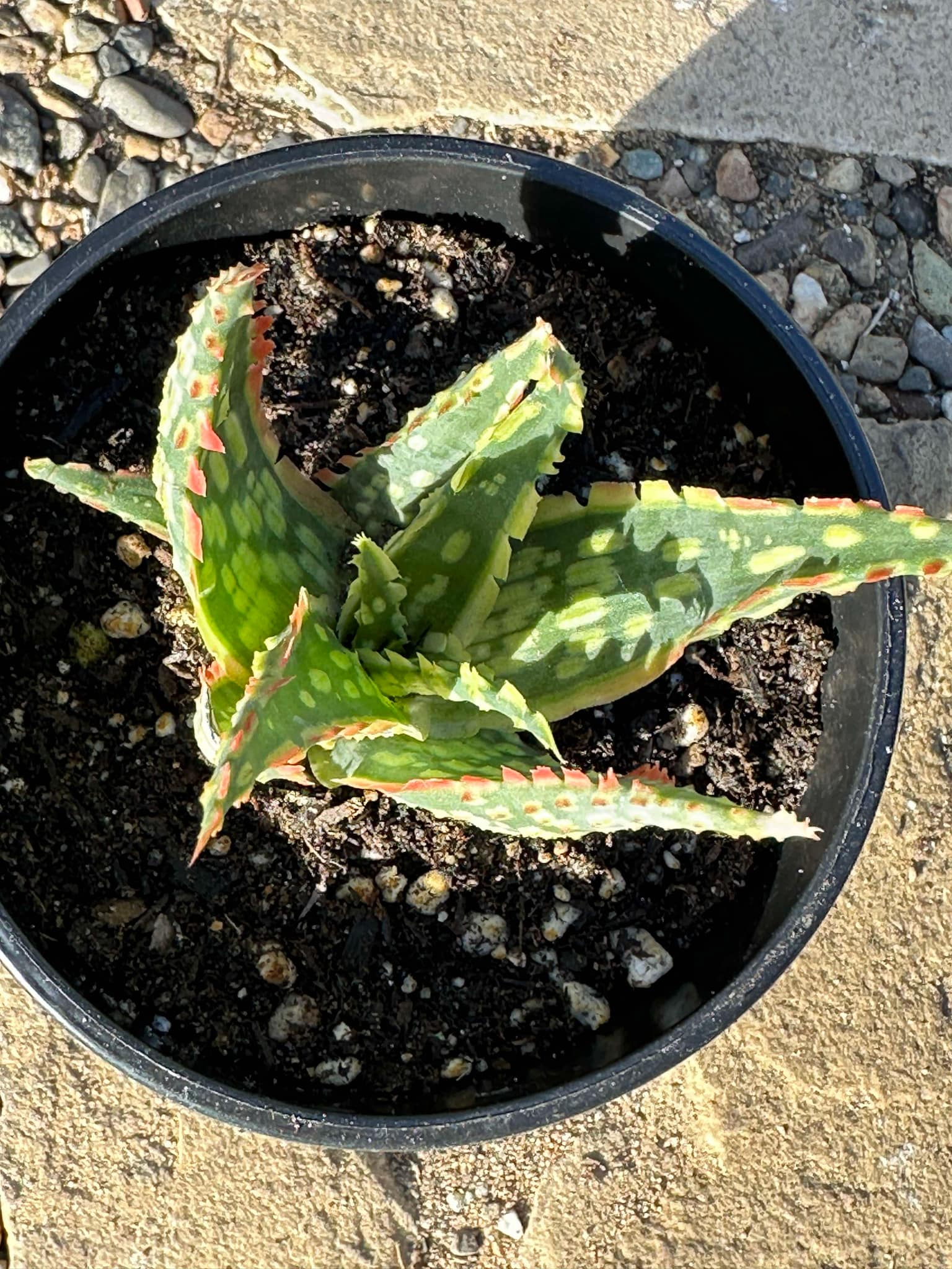 DesertScapeSucculent Aloe Aloe Hybrid 'Krakatoa'