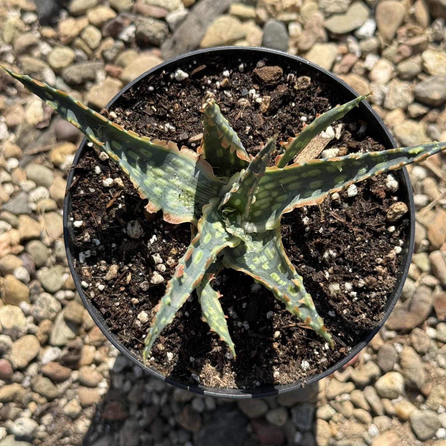 Aloe Hybrid 'Krakatoa' - 4 Inch Assorted - Aloe - DesertScapeSucculent
