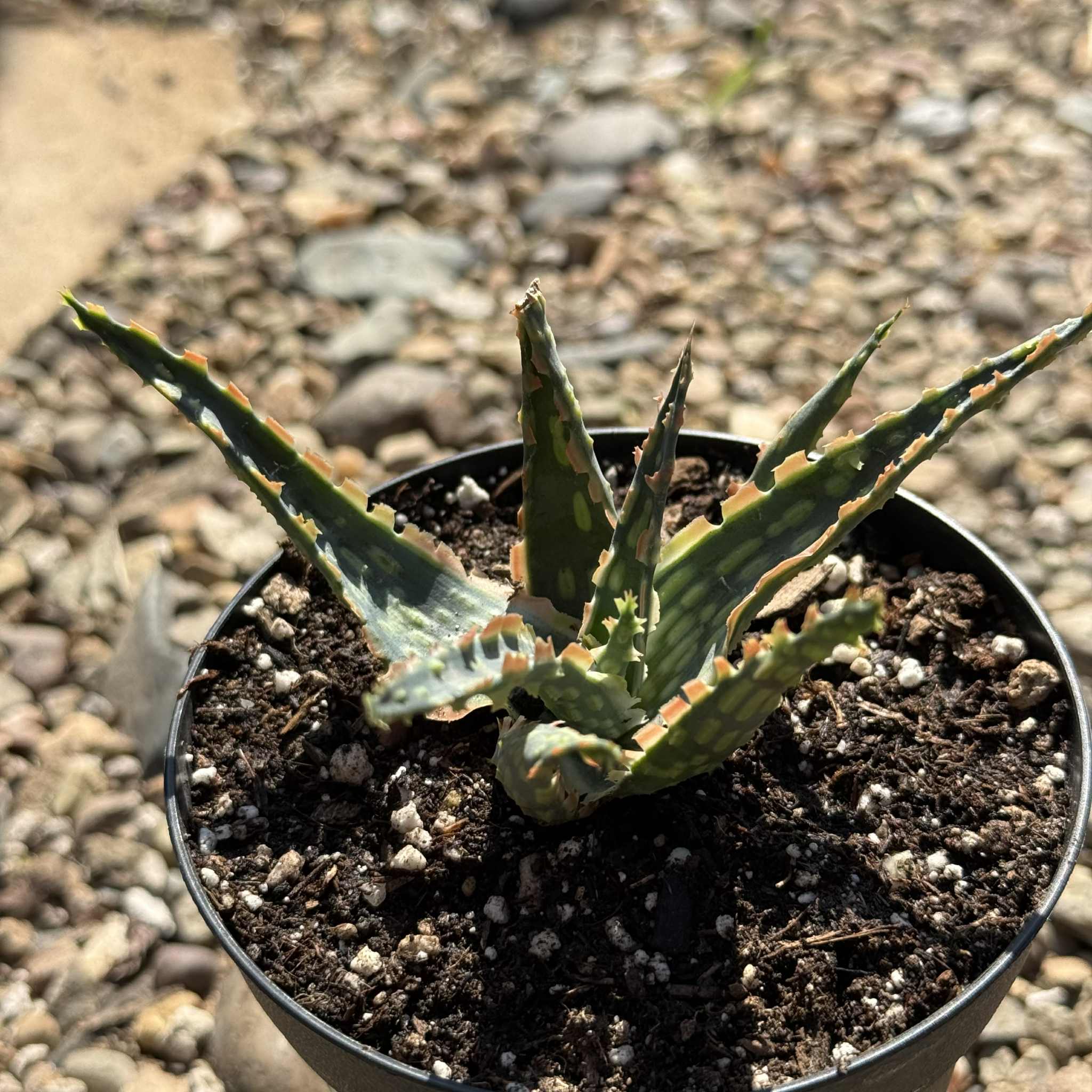 Aloe Hybrid 'Krakatoa' – DesertScapeSucculent