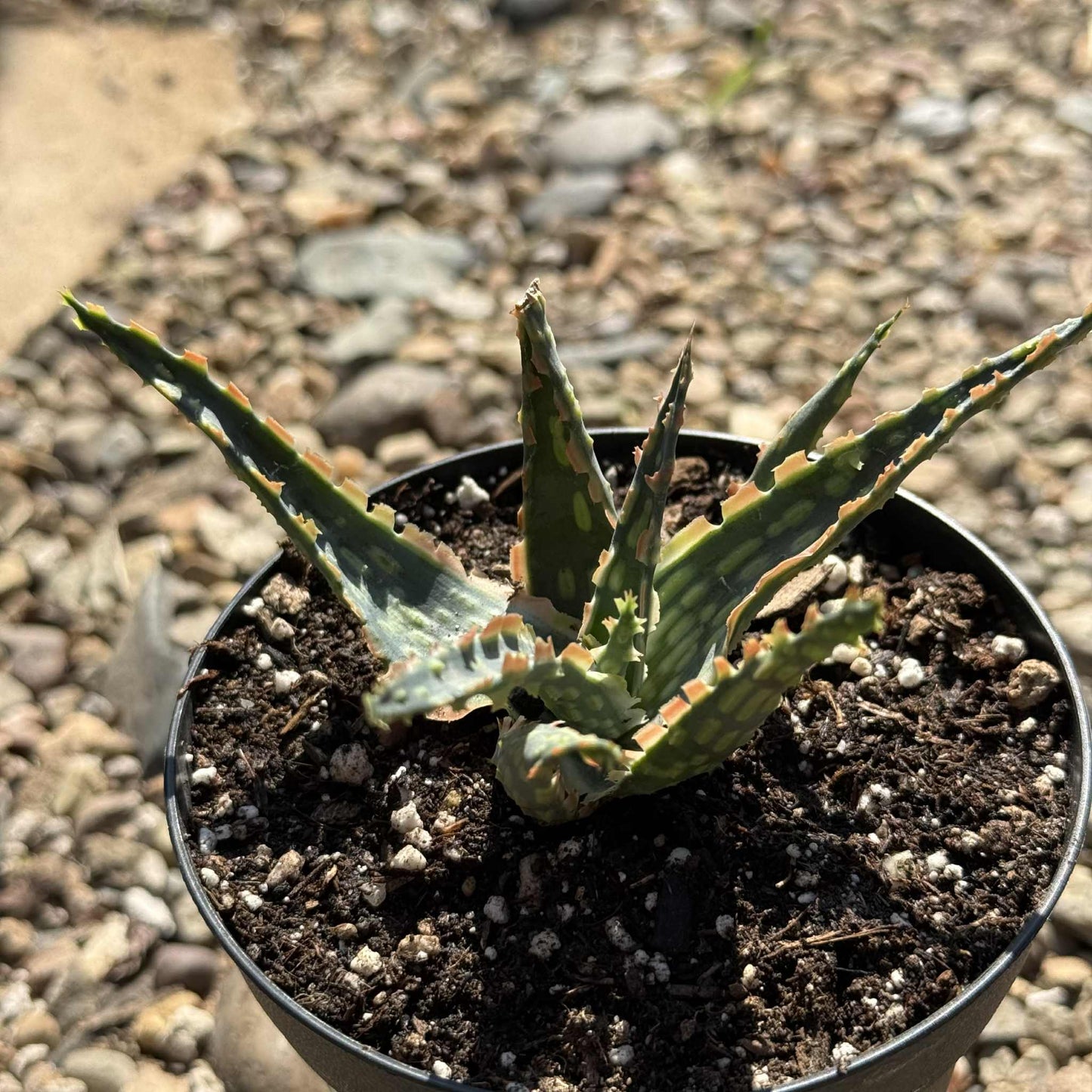 Aloe Hybrid 'Krakatoa' - 4 Inch Assorted - Aloe - DesertScapeSucculent