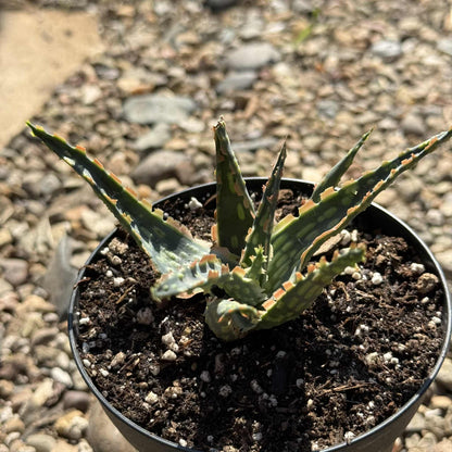 Aloe Hybrid 'Krakatoa' - 4 Inch Assorted - Aloe - DesertScapeSucculent