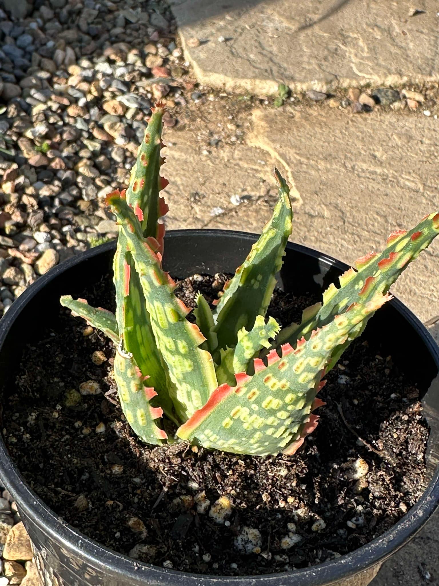 is aloe vera a hybrid plant Aloe Hybrid 'Krakatoa' – DesertScapeSucculent