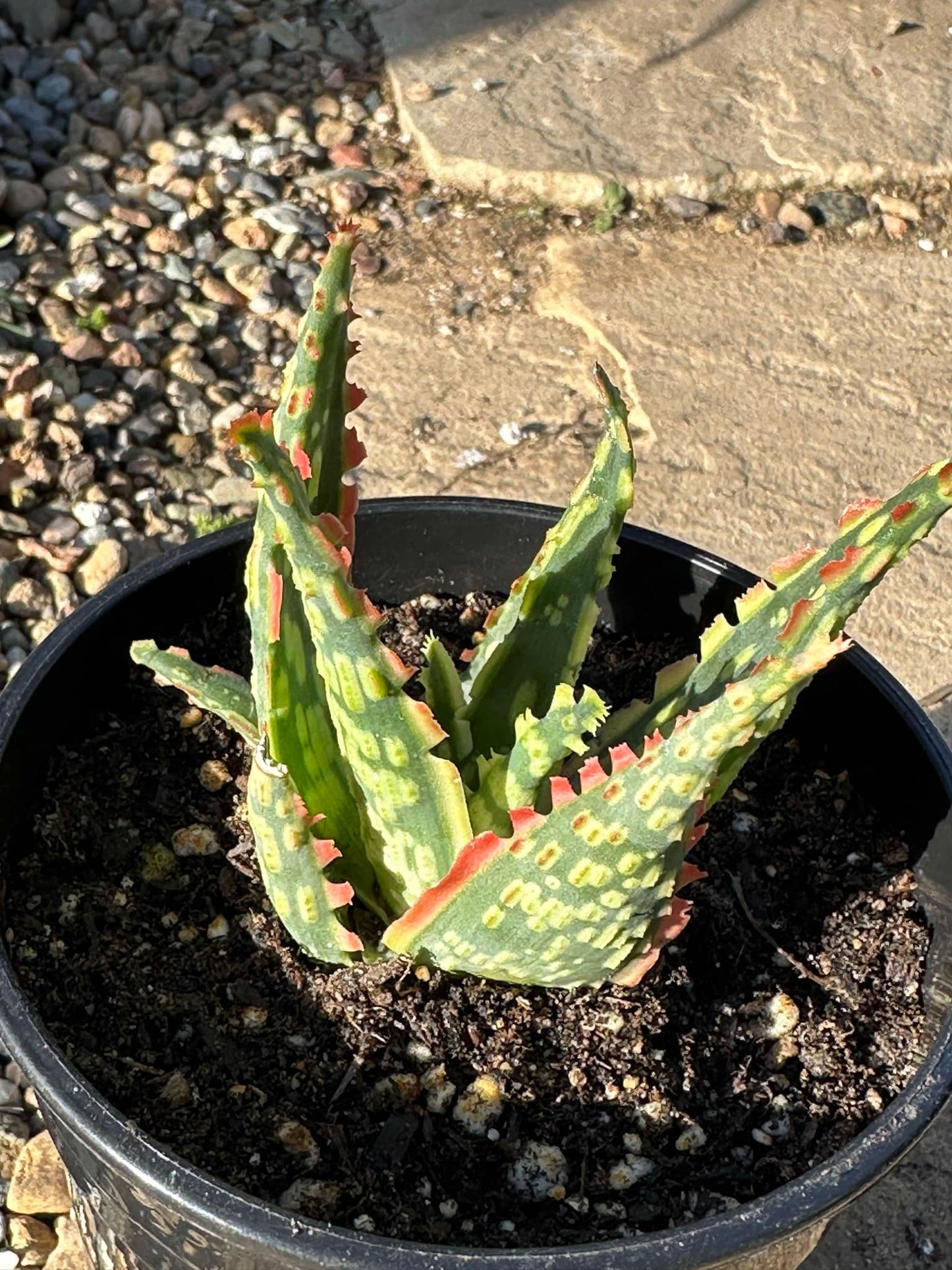 DesertScapeSucculent Aloe 5" Assorted Aloe Hybrid 'Krakatoa'