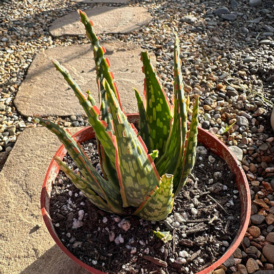 DesertScapeSucculent Aloe 6" Assorted Aloe Hybrid 'Krakatoa'