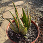Aloe Hybrid 'Krakatoa' - 6 Inch Assorted - Aloe - DesertScapeSucculent