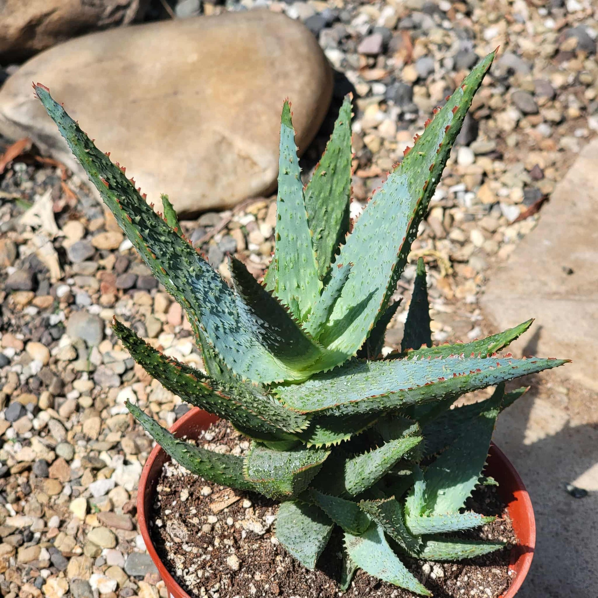 Aloe Hybrid 'Purple People Eater' - 6 Inch - Aloe - DesertScapeSucculent