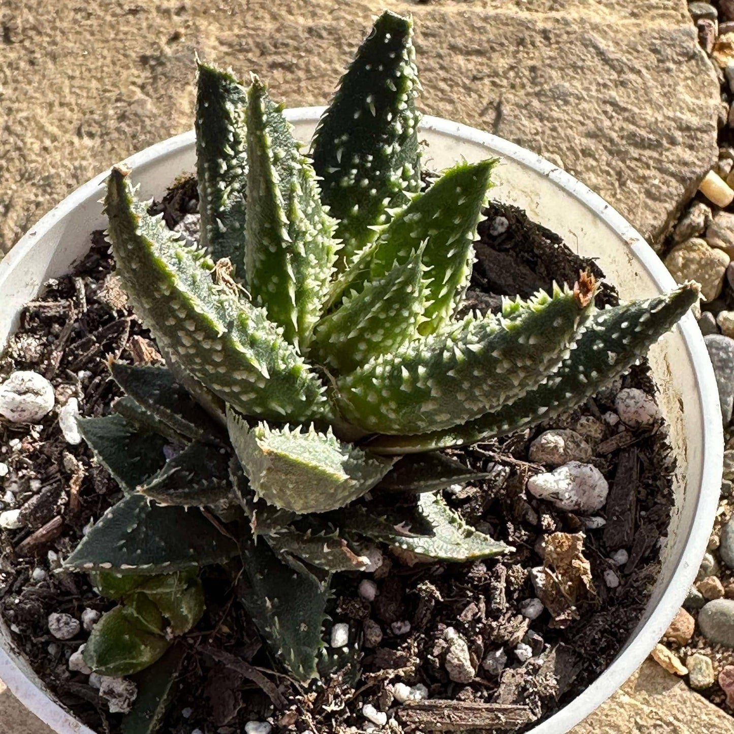 DesertScapeSucculent Aloe 4" Assorted Aloe Hybrid 'Tarantula'