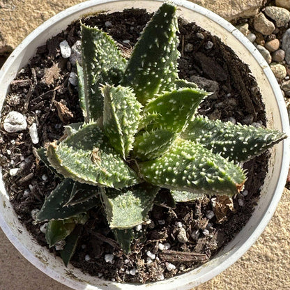 DesertScapeSucculent Aloe 4" Assorted Aloe Hybrid 'Tarantula'