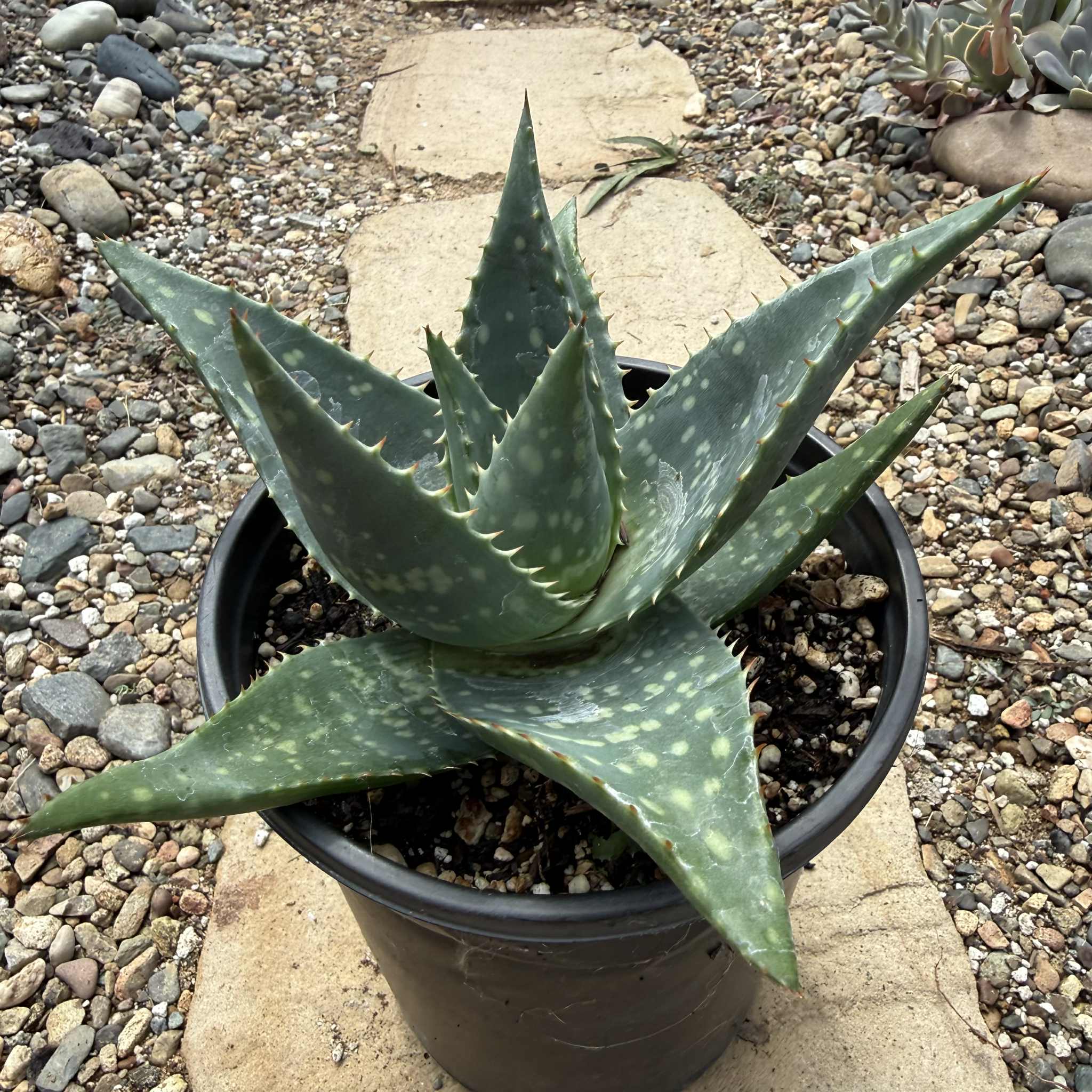 Aloe maculata 'Soap Aloe' – DesertScapeSucculent