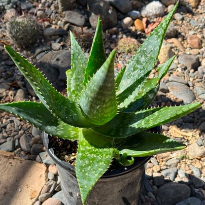 DesertScapeSucculent Aloe 1 gallon Aloe maculata 'Soap Aloe'