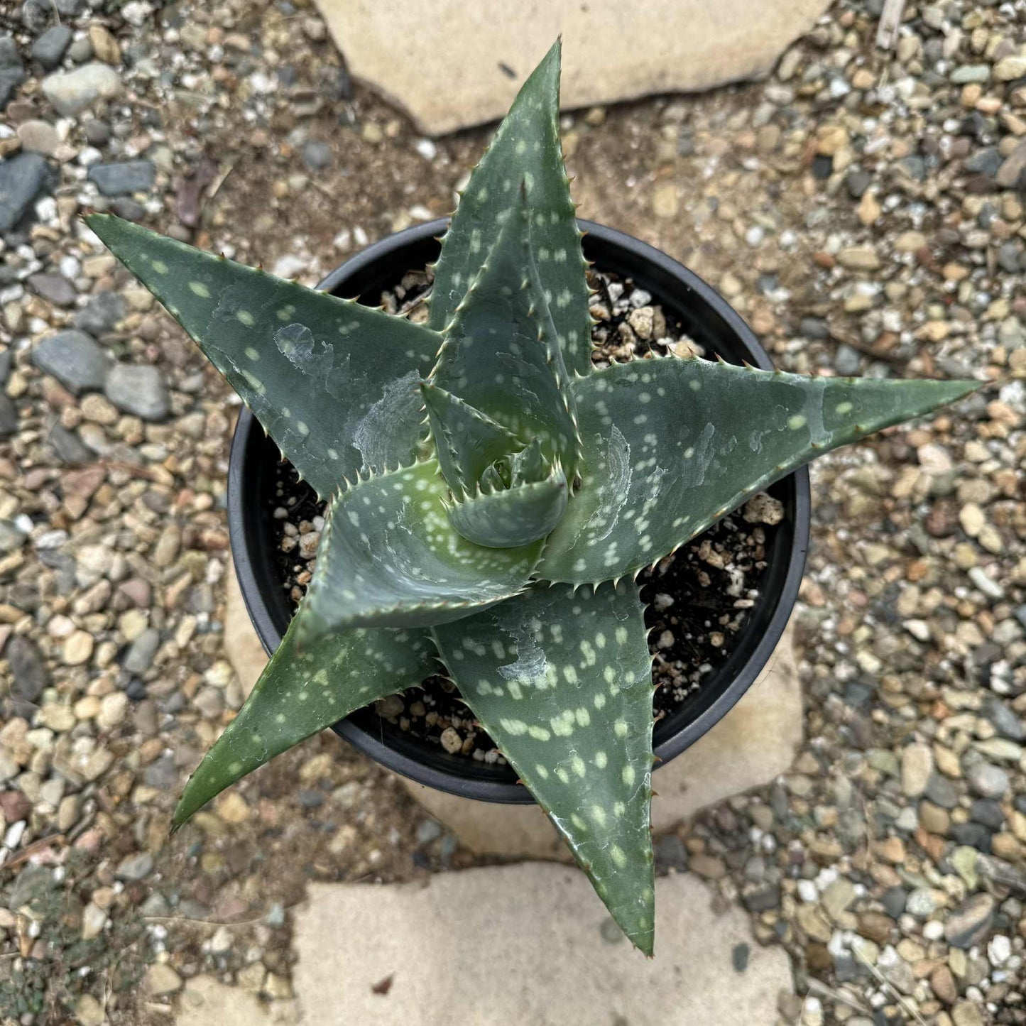 Aloe maculata 'Soap Aloe' - 1 gal Assorted - Aloe - DesertScapeSucculent