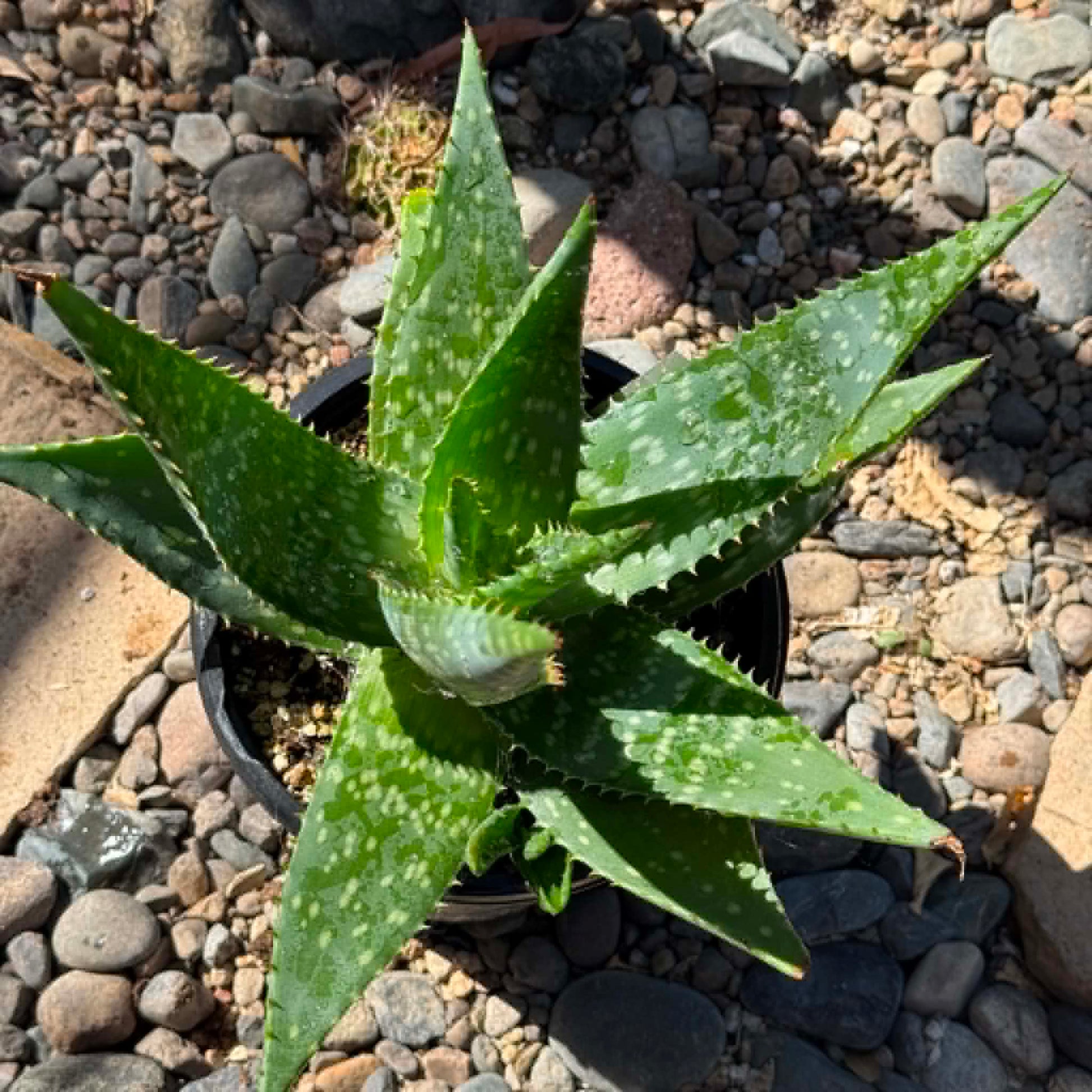 DesertScapeSucculent Aloe Aloe maculata 'Soap Aloe'