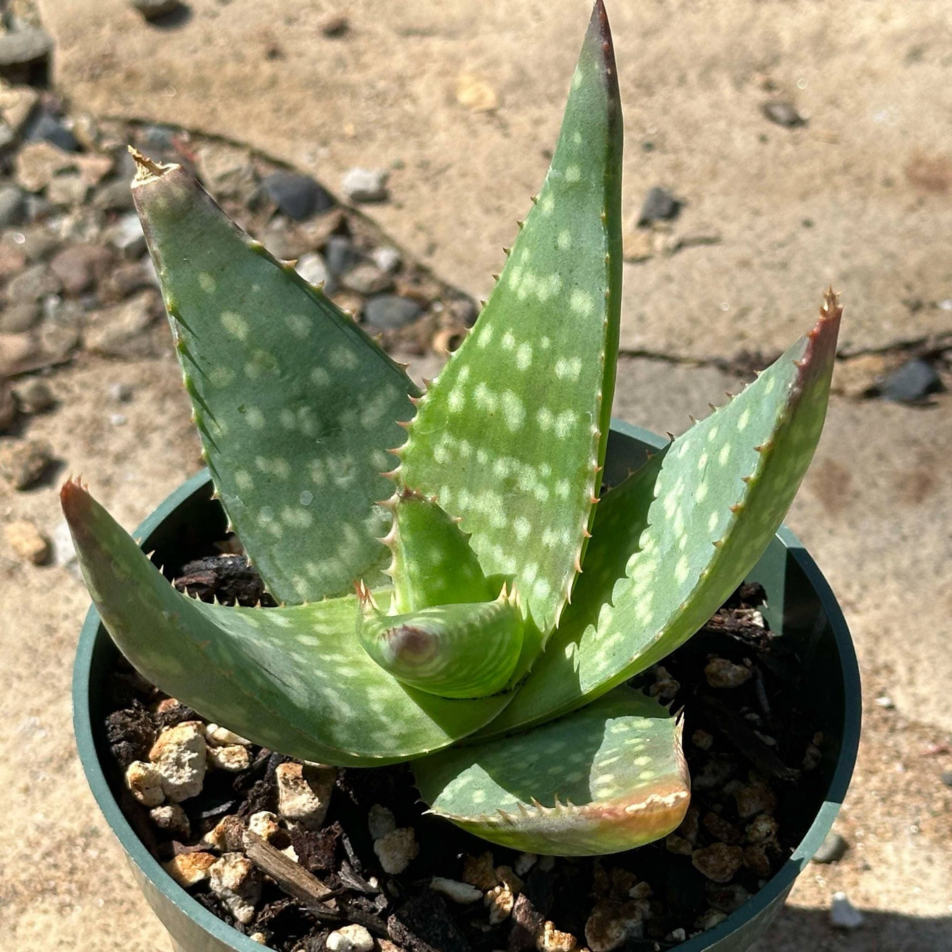 soap aloe vera plant Aloe maculata 'Soap Aloe' – DesertScapeSucculent