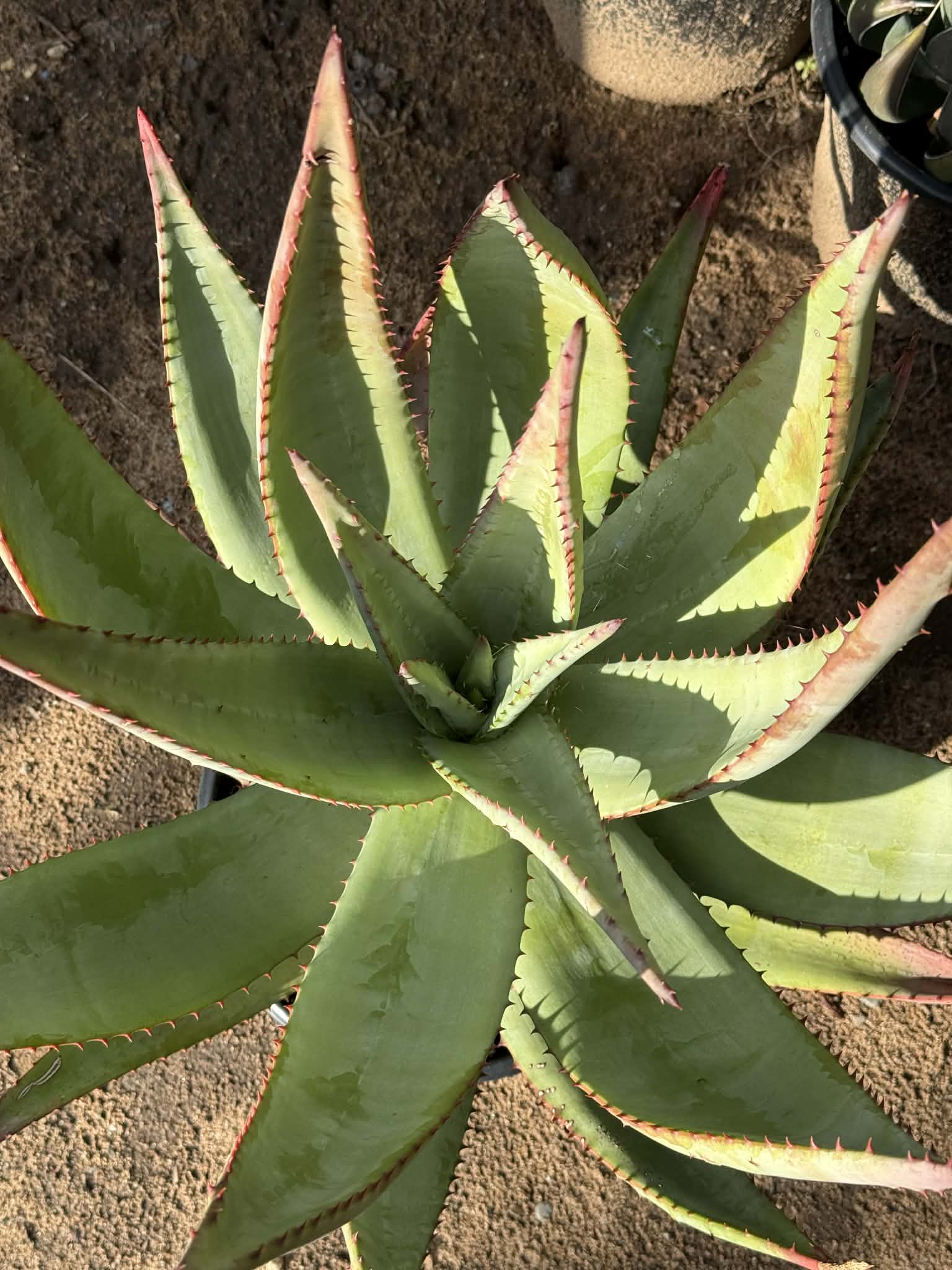 Aloe marlothii 'Mountain Aloe' Large - 5 gallon - Aloe - DesertScapeSucculent