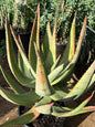 Aloe marlothii 'Mountain Aloe' Large - 5 gallon - Aloe - DesertScapeSucculent