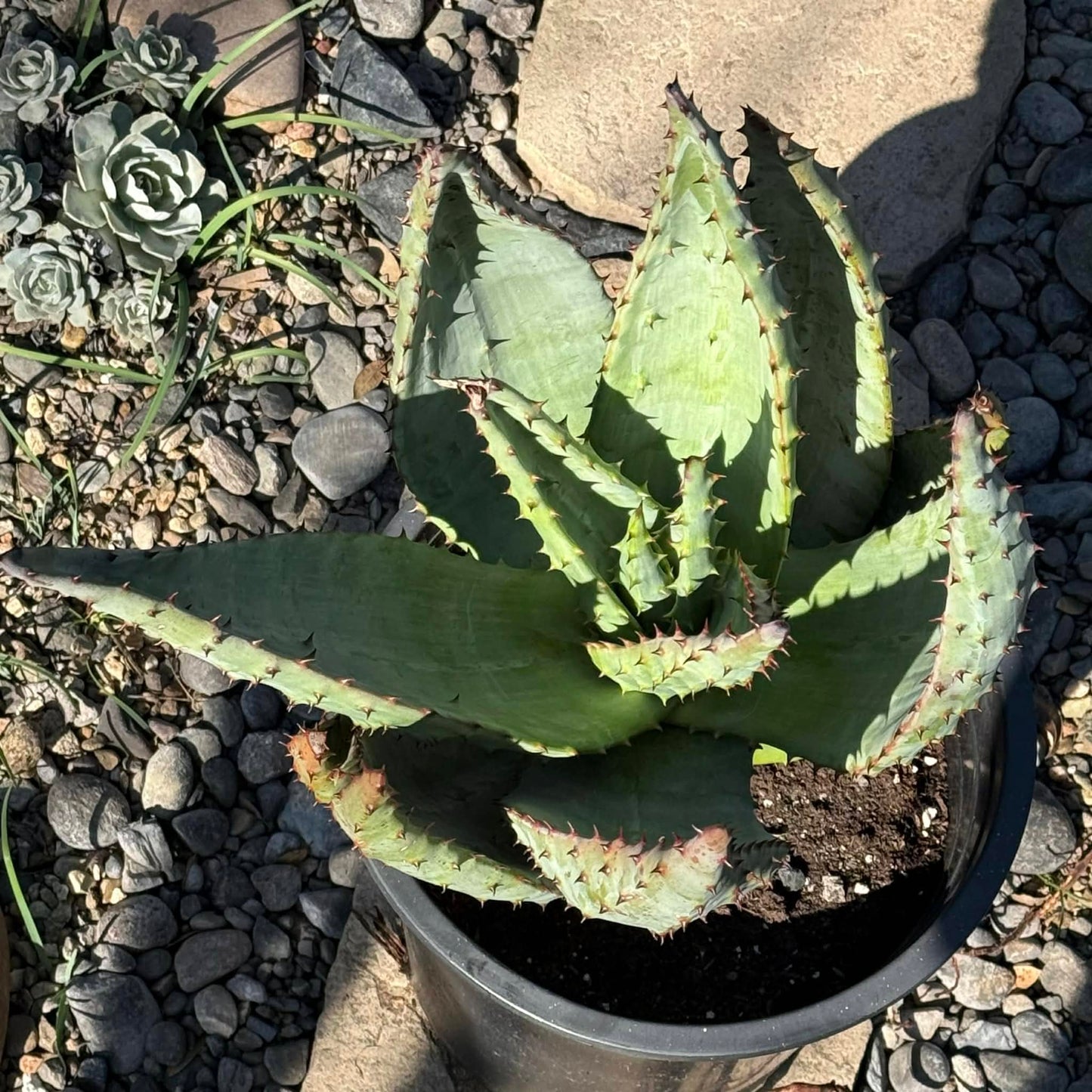 DesertScapeSucculent Aloe 5 gallon Aloe marlothii 'Mountain Aloe' Large