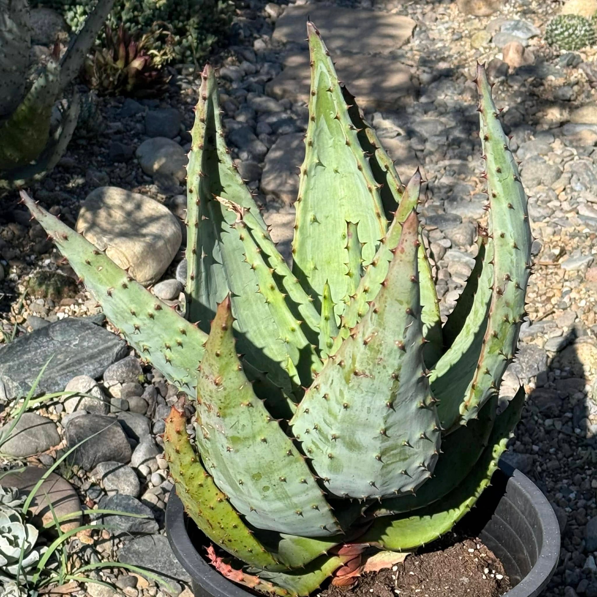 DesertScapeSucculent Aloe 5 gallon Aloe marlothii 'Mountain Aloe' Large