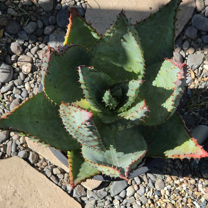 DesertScapeSucculent Aloe 5 gallon Aloe marlothii 'Mountain Aloe' Large