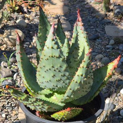 DesertScapeSucculent Aloe 5 gallon Aloe marlothii 'Mountain Aloe' Large