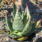 DesertScapeSucculent Aloe 5 gallon Aloe marlothii 'Mountain Aloe' Large