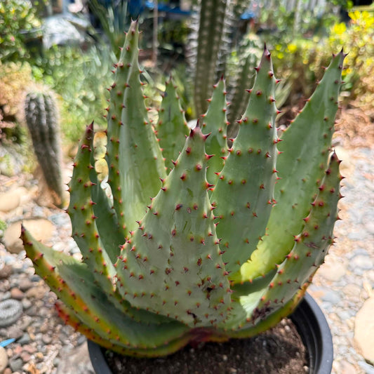 DesertScapeSucculent Aloe 5 gallon Aloe marlothii 'Mountain Aloe' Large